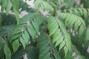 Read more about the article Substitute for Curry Leaves