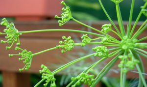 Read more about the article Best Substitute for Dill Weed