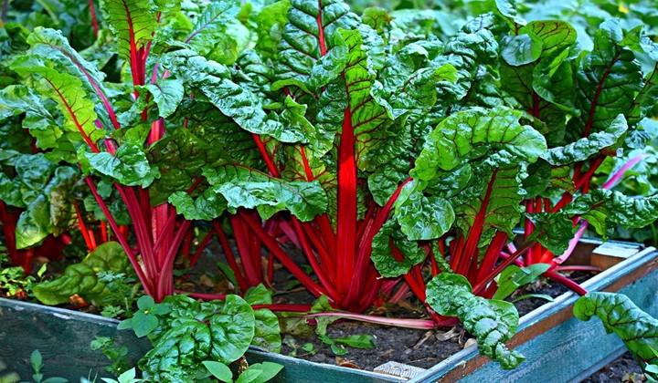 Substitute for Swiss Chard