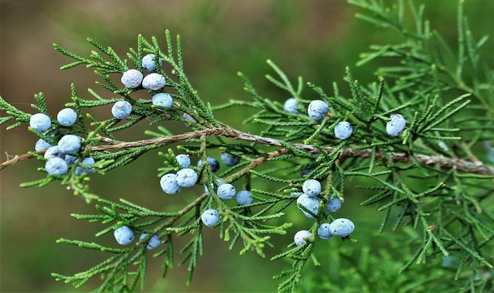 You are currently viewing Substitute for Juniper Berries