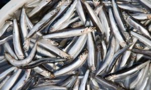 Read more about the article Substitute for Anchovie